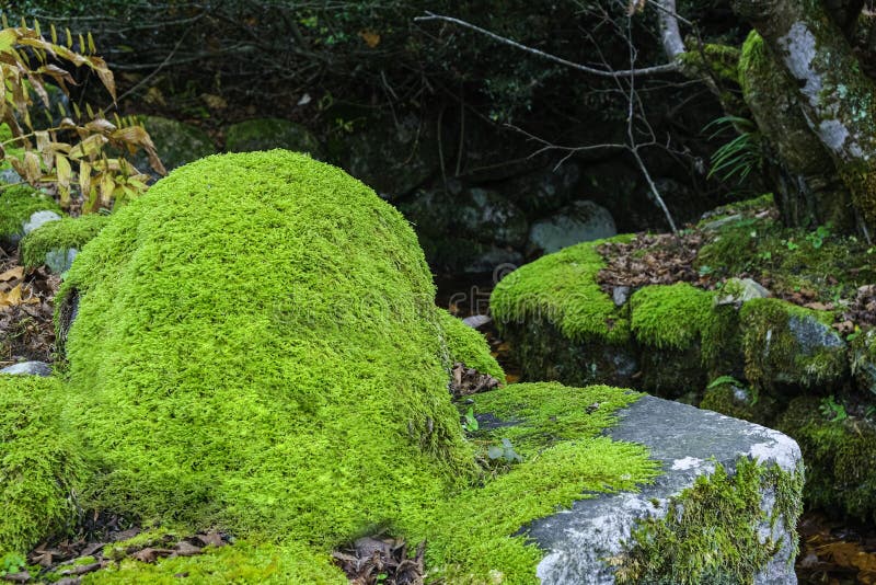 Schönheitsgrüne Frische Farn Und Moos Auf Felsen Im