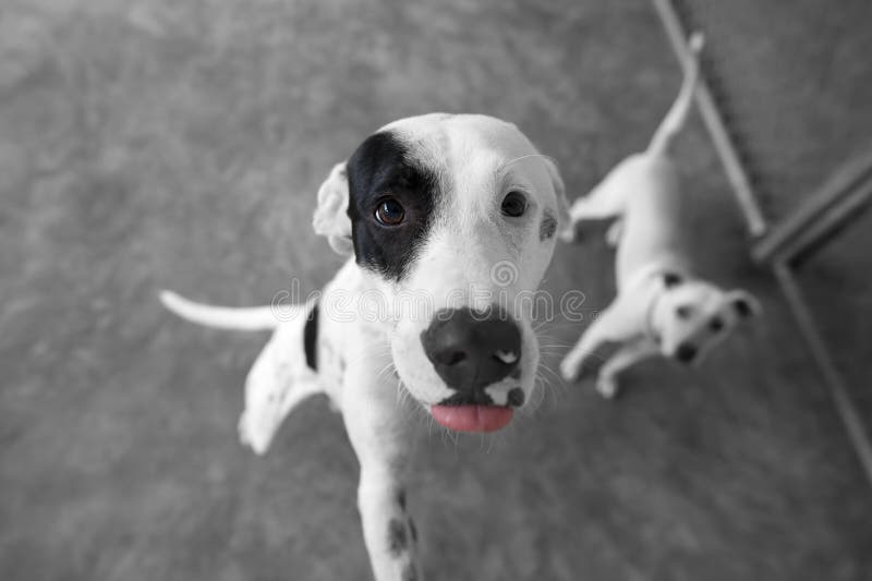 Hund, der Nase leckt stockfoto. Bild von wekzeugspritze 86717598