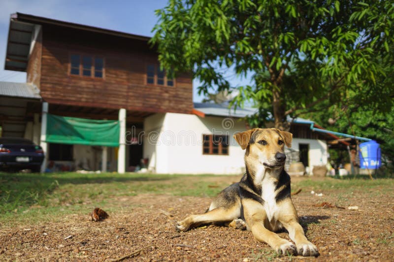 Hund Mit Verband Mit Der Tatze Stockbild Bild von welpe, gebrochen
