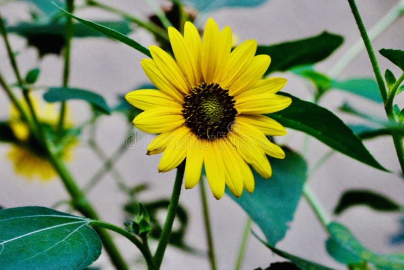 Sch?ne gelbe Sonnenblumen auf den Gebieten lizenzfreie stockfotografie Sch?ne gelbe Sonnenblumen auf den Gebieten lizenzfreie stockfotografie