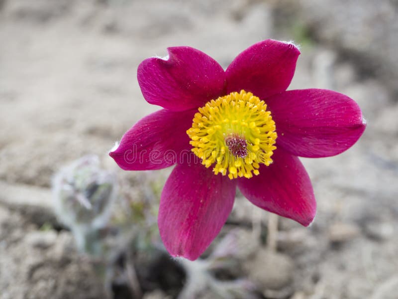 Sch?ner Abschluss herauf Pulsatilla pratensis Purpurrote violette Blumenknospe kleine pasque Blume, Graslandkrokus und cutleaf lizenzfreie stockfotos Sch?ner Abschluss herauf Pulsatilla pratensis Purpurrote violette Blumenknospe kleine pasque Blume, Graslandkrokus und cutleaf lizenzfreie stockfotos