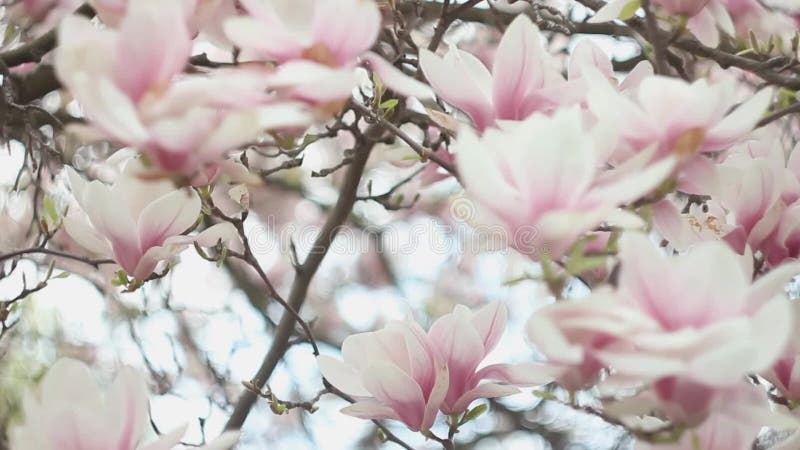 Sch? ner Bl? ten-Baum der Magnolie mit rosa Blumen in der Park-im Fr? hjahr Jahreszeit stock footage