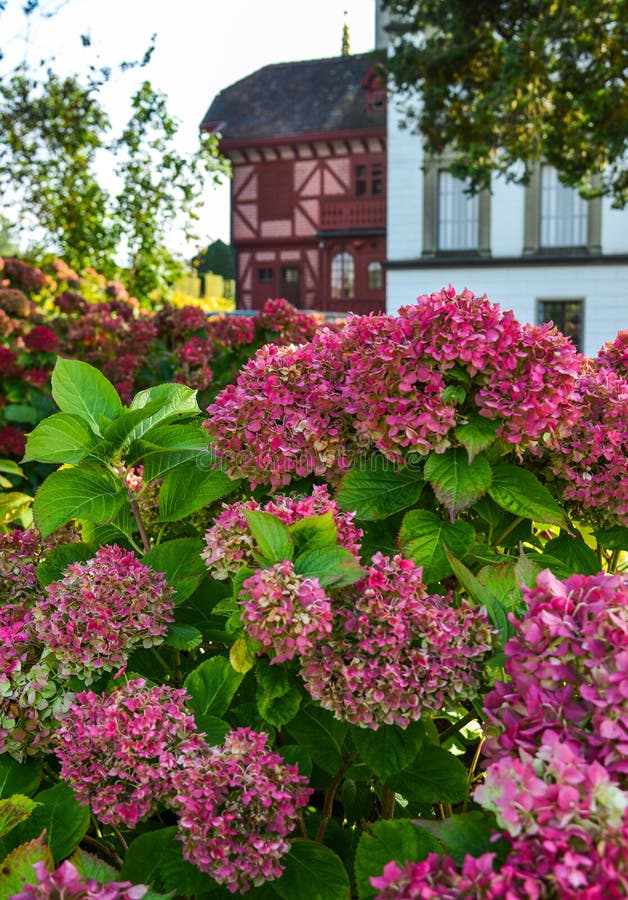 Sch?ner Busch von Hortensieblumen lizenzfreies stockbild Sch?ner Busch von Hortensieblumen lizenzfreies stockbild