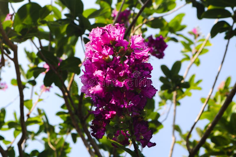 Sch?ner gr?ner Baum, Anlagen, Waldstein und Blumen in den G?rten im Freien und in den allgemeinen Parks lizenzfreie stockfotos Sch?ner gr?ner Baum, Anlagen, Waldstein und Blumen in den G?rten im Freien und in den allgemeinen Parks lizenzfreie stockfotos