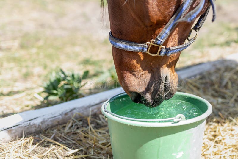 Sch?nes braunes vollbl?tiges Pferdetrinkwasser vom Eimer Durst w?hrend des hei?en Sommertages Durstiges Tier am Bauernhof lizenzfreie stockfotografie Sch?nes braunes vollbl?tiges Pferdetrinkwasser vom Eimer Durst w?hrend des hei?en Sommertages Durstiges Tier am Bauernhof lizenzfreie stockfotografie