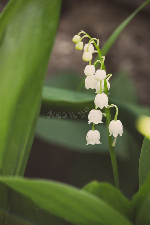 Sch?nes Maigl?ckchen im hellgr?nen Gras Lilie der Talnahaufnahme Wildes Fr?hlingsblumenkonzept stockbilder Sch?nes Maigl?ckchen im hellgr?nen Gras Lilie der Talnahaufnahme Wildes Fr?hlingsblumenkonzept stockbilder