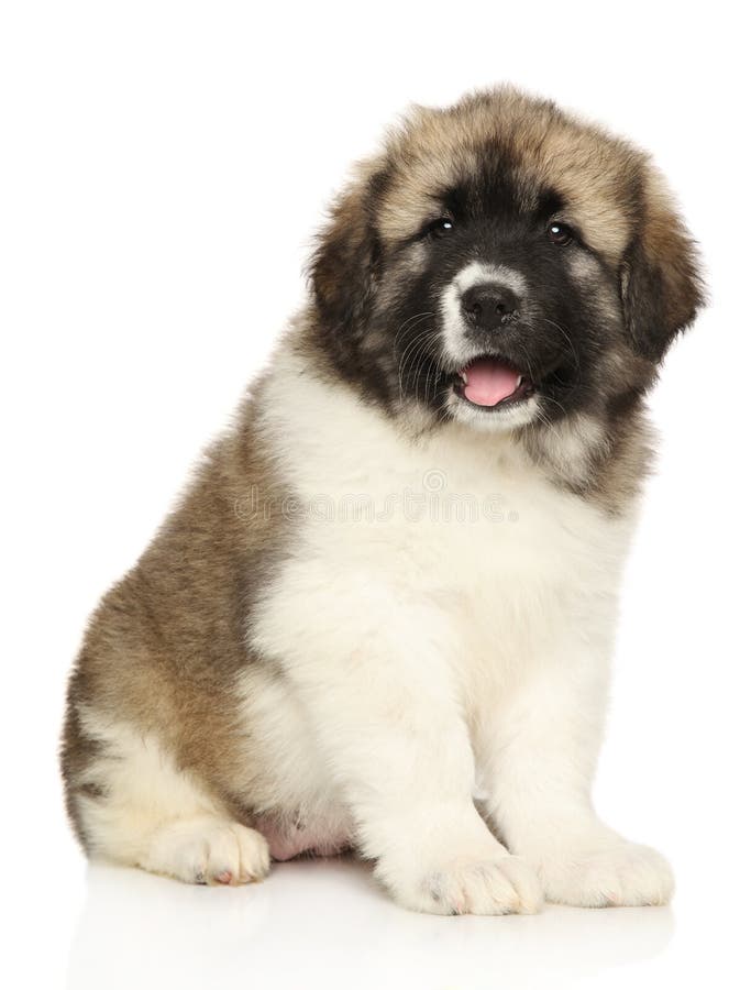 Schaapse schaapherder op witte achtergrond stock foto