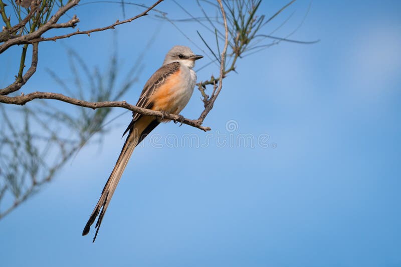 A scissor-tailed flycatcher perches in a tree at Mitchell Lake Audubon Center near San Antonio, Texas. A scissor-tailed flycatcher perches in a tree at Mitchell Lake Audubon Center near San Antonio, Texas.