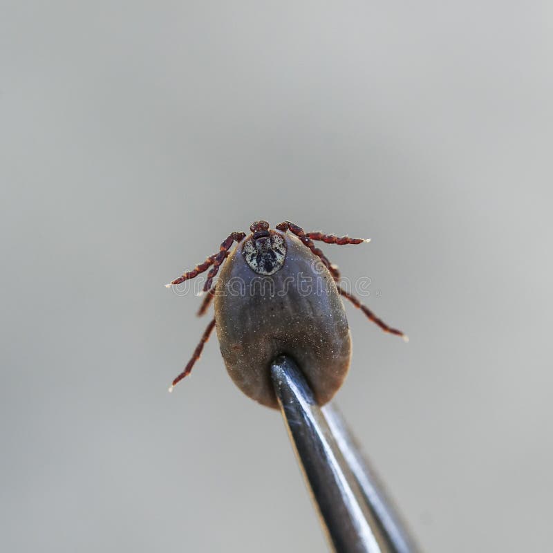 Schadelijke besmettelijke die insectmijt uit dierlijk medisch m wordt verwijderd royalty-vrije stock foto's Schadelijke besmettelijke die insectmijt uit dierlijk medisch m wordt verwijderd royalty-vrije stock foto's