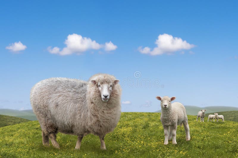 Schaf- und LammTierweiden lassen auf grüne Feld