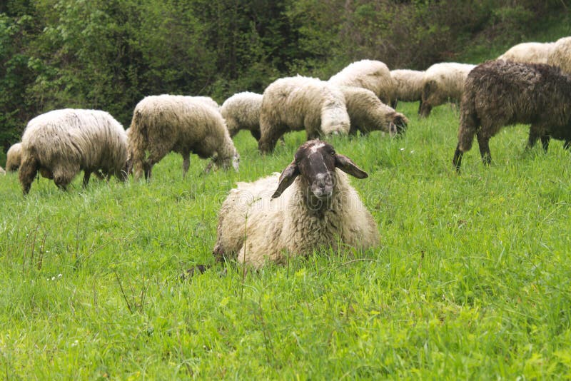 Schafe auf einer grünen Wiese stockfotos Schafe auf einer grünen Wiese stockfotos