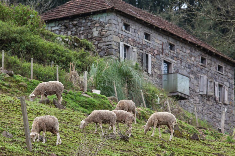 Schafe, die mit einem Steinhaus im Hintergrund weiden lassen stockfoto Schafe, die mit einem Steinhaus im Hintergrund weiden lassen stockfoto