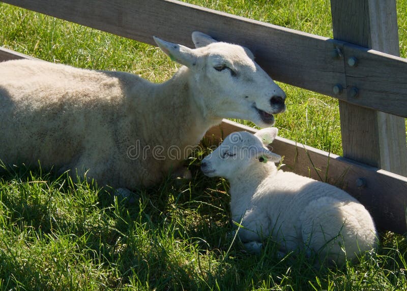 Schafe mit dem Lamm, das auf einer Weide auf einem Polder in den Nord-Niederlanden beruht lizenzfreies stockfoto
