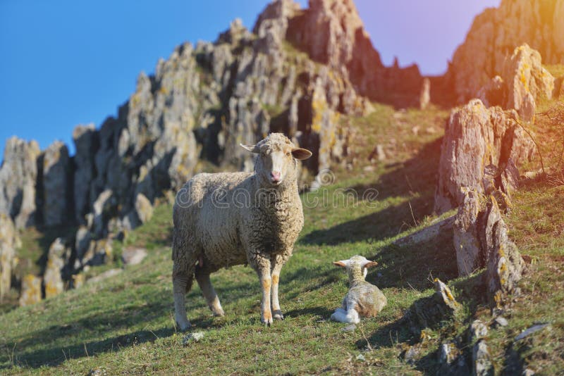 Schafe mit dem neugeborenen Lamm, das bei den Gebirgsfelsen hinten liegt stockfotos