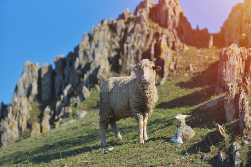 Schafe mit dem neugeborenen Lamm, das bei den Gebirgsfelsen hinten liegt lizenzfreies stockbild