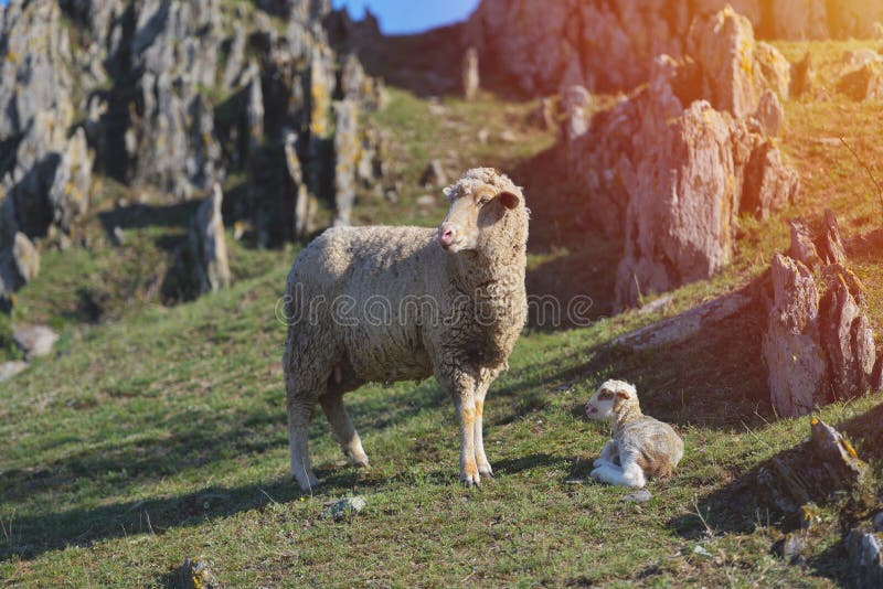 Schafe mit dem neugeborenen Lamm, das bei den Gebirgsfelsen hinten liegt lizenzfreie stockfotografie