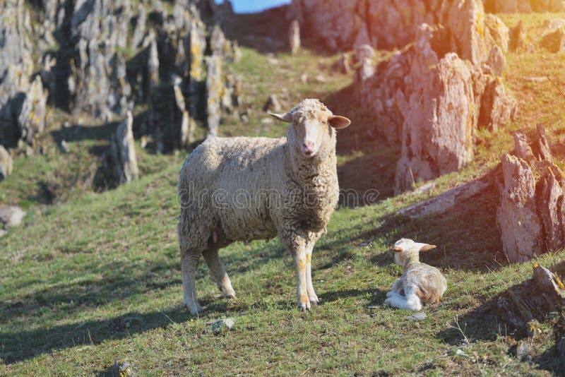 Schafe mit dem neugeborenen Lamm, das bei den Gebirgsfelsen hinten liegt lizenzfreie stockfotos