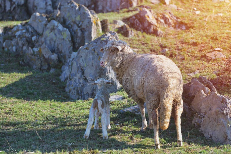 Schafe mit dem neugeborenen Lamm, das bei den Gebirgsfelsen hinten liegt lizenzfreie stockbilder