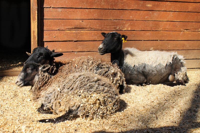 Schafe mit Lämmern im Zoo lizenzfreie stockfotos Schafe mit Lämmern im Zoo lizenzfreie stockfotos