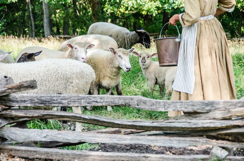 Schafe und Lämmer erhalten einzogen ihr Lebensmittel