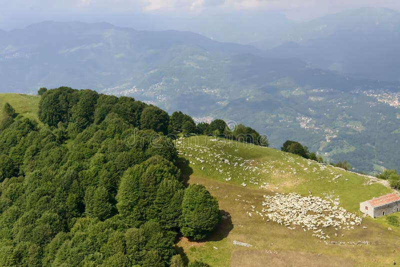 Schafherde auf Bergwiesen, Orobie, Italien lizenzfreie stockbilder Schafherde auf Bergwiesen, Orobie, Italien lizenzfreie stockbilder