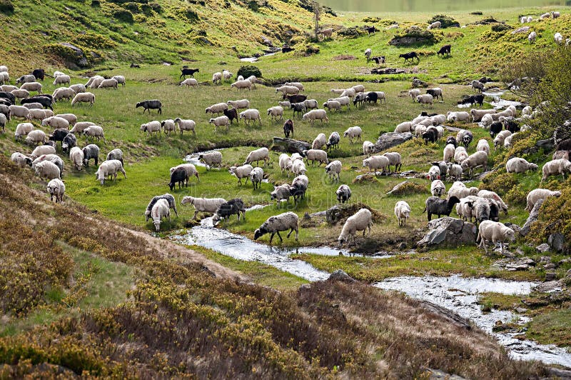 Schafherde, die auf einem Abhang in Karpatian-Bergen weiden lässt lizenzfreies stockfoto Schafherde, die auf einem Abhang in Karpatian-Bergen weiden lässt lizenzfreies stockfoto
