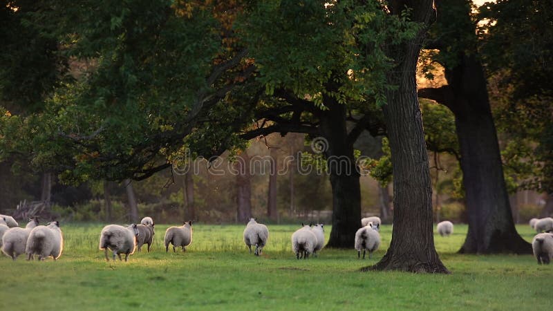 Schafherde oder Lämmer, die auf Gras auf dem englischen Landschaftsgebiet zwischen Bäumen, England weiden lassen