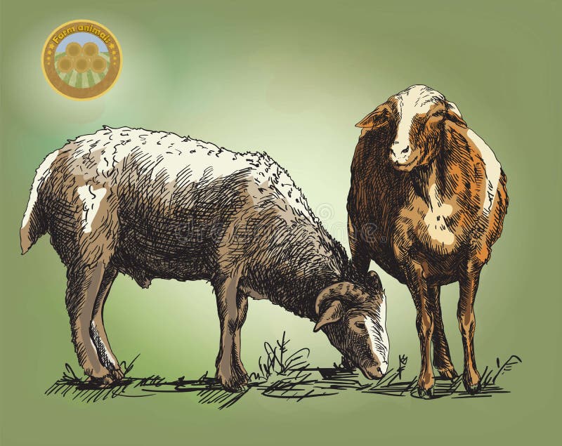 Sheep breeding. sketch made by hand on a colored background. Sheep breeding. sketch made by hand on a colored background