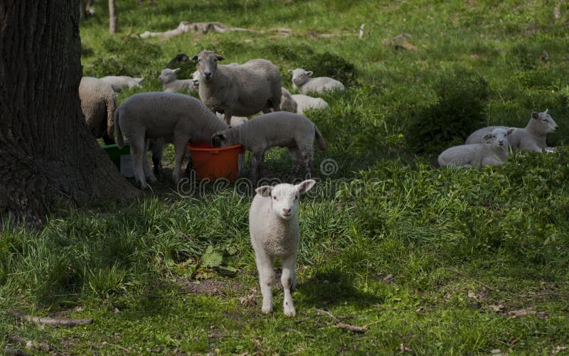 Schapen stock fotografie Schapen stock fotografie