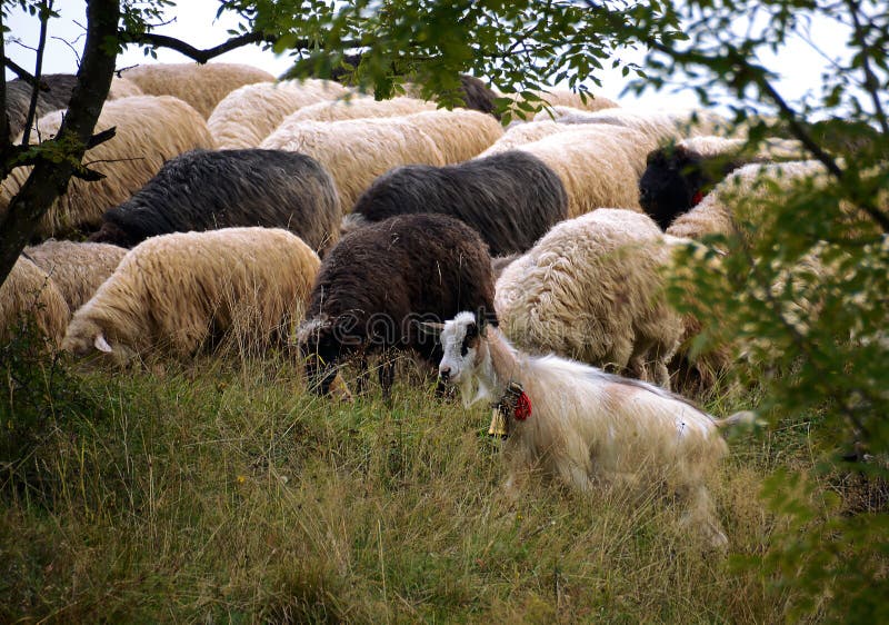 Schapen die in de bergen weiden Schapen op groene de lenteweide in uitstekende stijl stock foto Schapen die in de bergen weiden Schapen op groene de lenteweide in uitstekende stijl stock foto