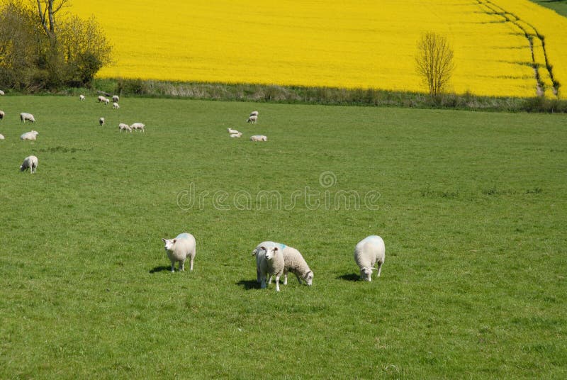 Schapen die op een groen gebied in de Lente weiden, Engeland royalty-vrije stock foto Schapen die op een groen gebied in de Lente weiden, Engeland royalty-vrije stock foto