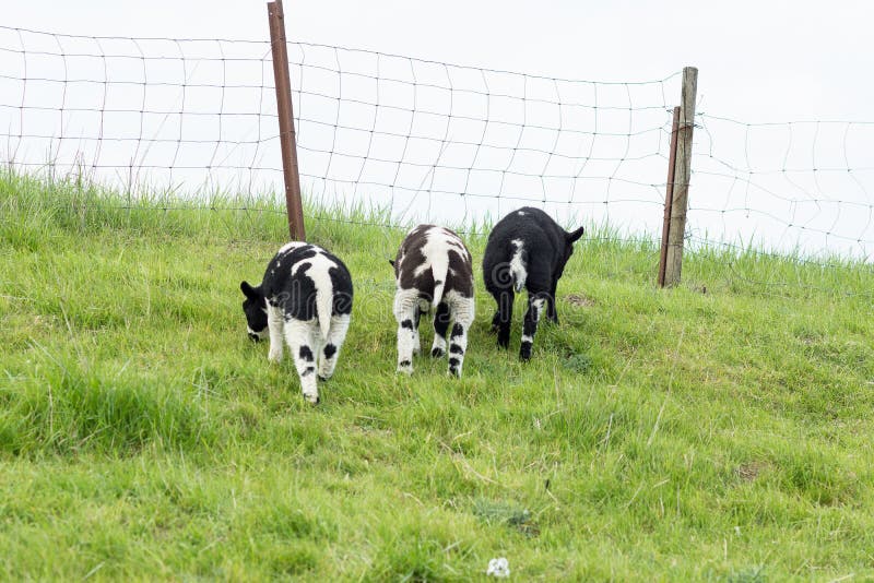 Schapen, drie lammeren, die op een Nederlandse dijk in de zomer weiden stock afbeeldingen Schapen, drie lammeren, die op een Nederlandse dijk in de zomer weiden stock afbeeldingen