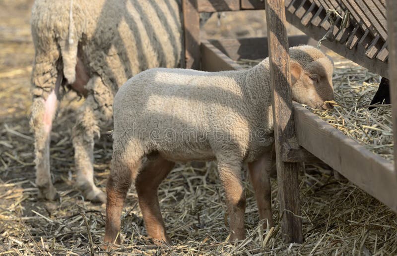 Schapen met lam op landelijk landbouwbedrijf royalty-vrije stock afbeeldingen Schapen met lam op landelijk landbouwbedrijf royalty-vrije stock afbeeldingen