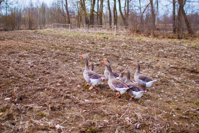 Schar von Gänsen im Garten im Frühjahr Graue Gänse stockfotografie Schar von Gänsen im Garten im Frühjahr Graue Gänse stockfotografie