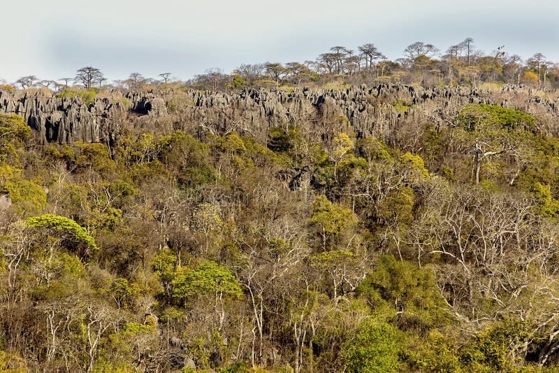 Scharfer Park Ankaran Madagasakr Ankarana Madagaskartional Nationalpark der Kalksteinbildungen nasharp Kalksteinbildungen