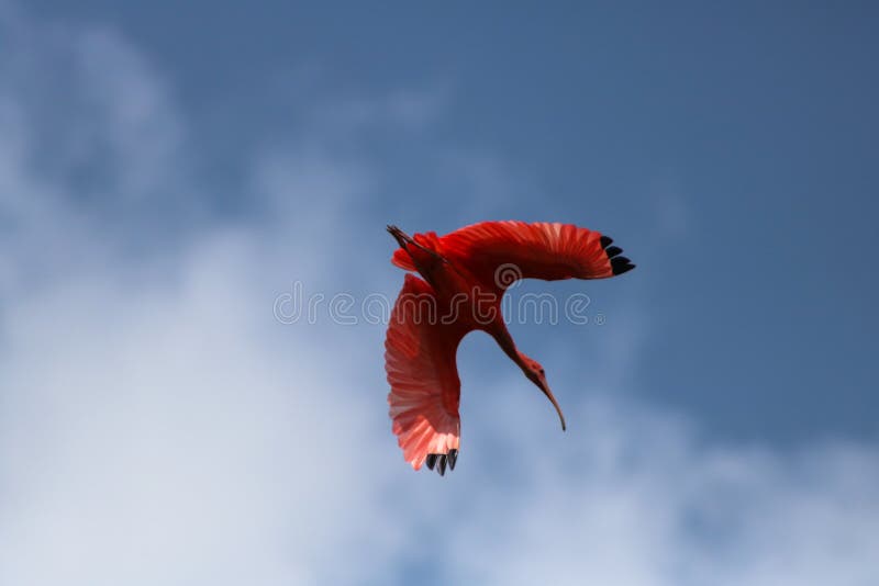 Scharlaken Ibis in de Hemel die candidly stijgen! royalty-vrije stock afbeelding Scharlaken Ibis in de Hemel die candidly stijgen! royalty-vrije stock afbeelding