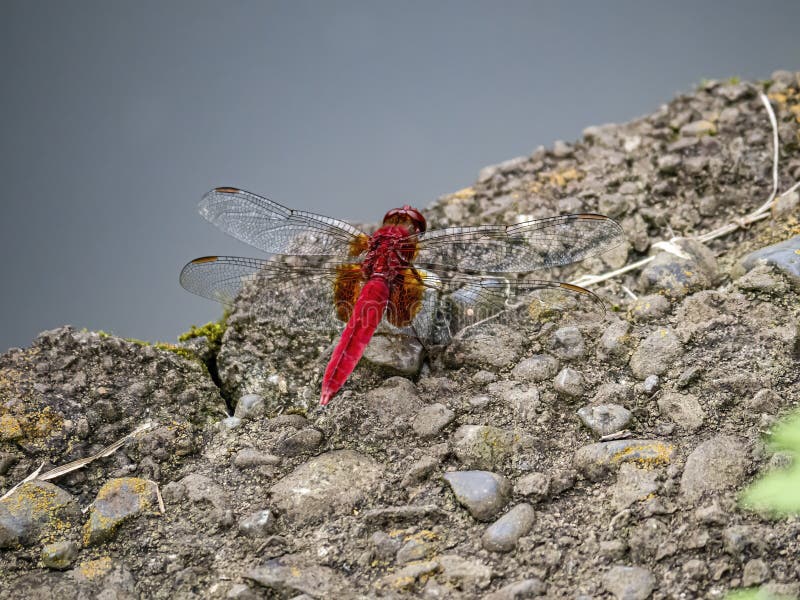 A scarlet skimmer or ruddy marsh skimmer, crocothemis servilia, resting beside a small pond in a Japanese park. A scarlet skimmer or ruddy marsh skimmer, crocothemis servilia, resting beside a small pond in a Japanese park