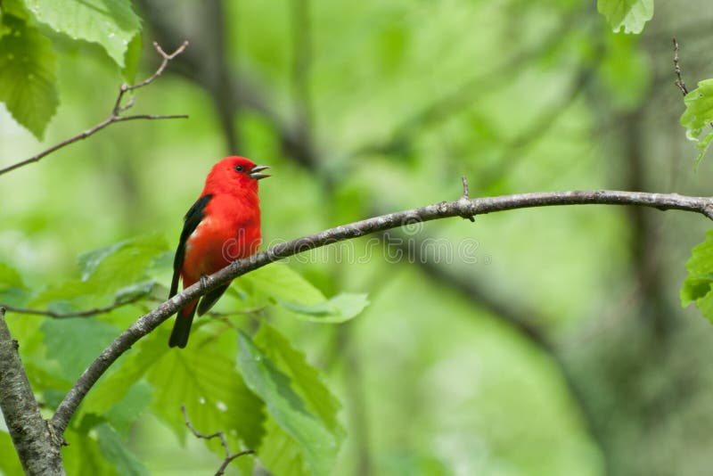 A Scarlet Tanager singing from the branch of an oak tree. A Scarlet Tanager singing from the branch of an oak tree.