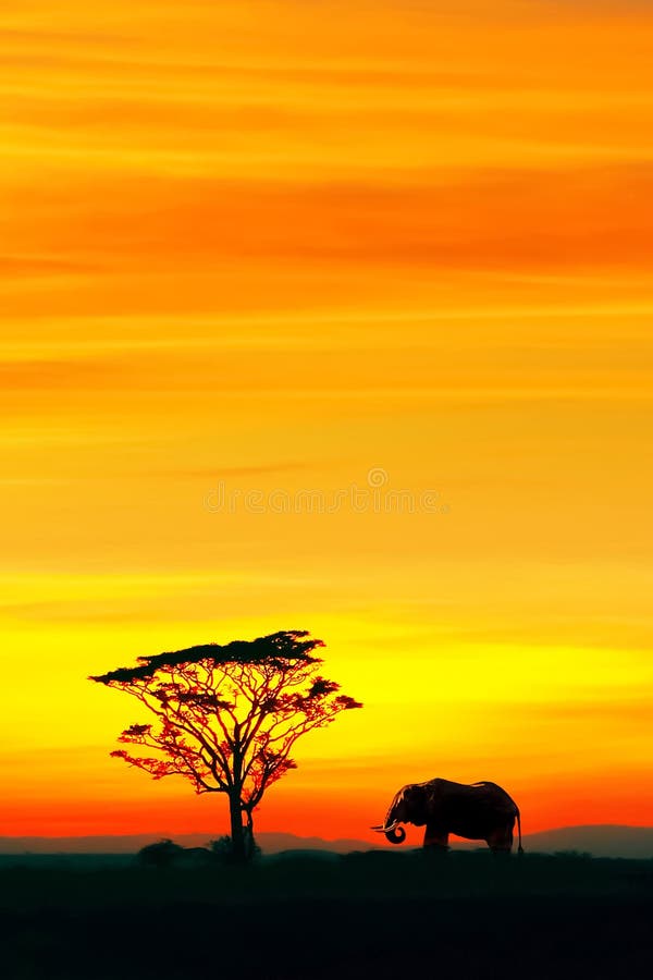Schattenbild des afrikanischen Elefanten und des einsamen Baums gegen den Hintergrund des schönen roten und gelben Sonnenuntergan lizenzfreies stockbild Schattenbild des afrikanischen Elefanten und des einsamen Baums gegen den Hintergrund des schönen roten und gelben Sonnenuntergan lizenzfreies stockbild