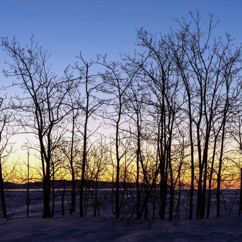 Schattenbild des frühen Morgens von blattlosen Bäumen mit buntem Himmelhintergrund lizenzfreies stockfoto Schattenbild des frühen Morgens von blattlosen Bäumen mit buntem Himmelhintergrund lizenzfreies stockfoto