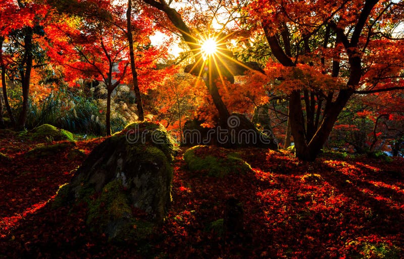 Schattenbild des Herbstblattes mit Sonnenaufflackern in Eikando-Tempel, Kyot stockbilder Schattenbild des Herbstblattes mit Sonnenaufflackern in Eikando-Tempel, Kyot stockbilder