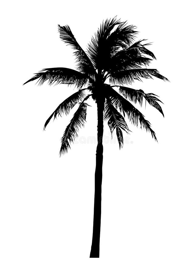 Schattenbild des realistischen Kokosnussbaums, natürlicher Palmenvektor stock abbildung Schattenbild des realistischen Kokosnussbaums, natürlicher Palmenvektor stock abbildung