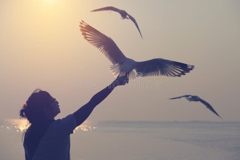 Schattenbild des Seemöwenfliegens und essen Lebensmittel von der wohan Hand lizenzfreies stockbild Schattenbild des Seemöwenfliegens und essen Lebensmittel von der wohan Hand lizenzfreies stockbild