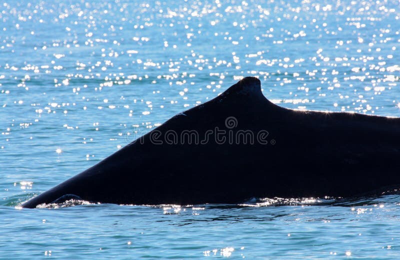 Schattenbild eines Buckel-Wals im blauen Ozean-Wasser stockfotografie