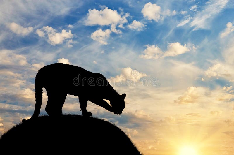 Schattenbild gesättigter Gepard auf einem Hügel stockfoto Schattenbild gesättigter Gepard auf einem Hügel stockfoto