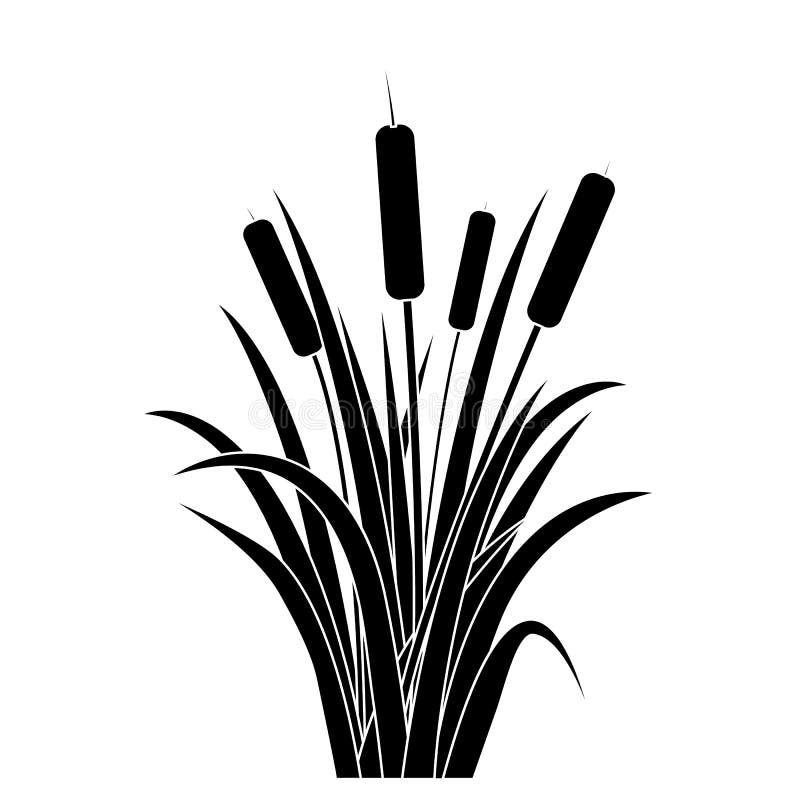 Schattenbild-Schwarzwasser Reed Plant Cattails Leaf Vektor lizenzfreie abbildung Schattenbild-Schwarzwasser Reed Plant Cattails Leaf Vektor lizenzfreie abbildung