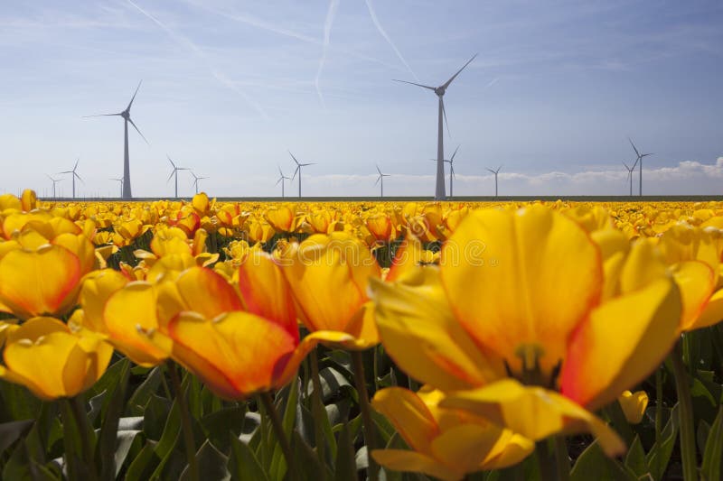 Schattenbild von Windkraftanlagen gegen blauen Himmel mit orange Tulpen lizenzfreies stockbild Schattenbild von Windkraftanlagen gegen blauen Himmel mit orange Tulpen lizenzfreies stockbild