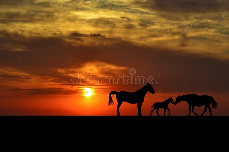 Schattenbilder der Pferdefamilie bei Sonnenuntergang stockfoto Schattenbilder der Pferdefamilie bei Sonnenuntergang stockfoto