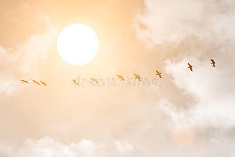 Schattenbilder von großen weißen Pelikanen bei Sonnenuntergang lizenzfreies stockfoto Schattenbilder von großen weißen Pelikanen bei Sonnenuntergang lizenzfreies stockfoto