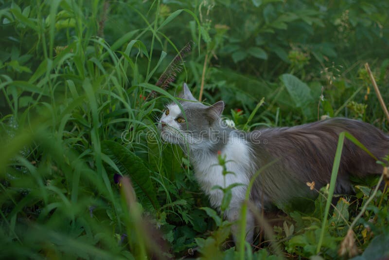 Schattig huisdier in de openlucht - gnaws - tak op groen gras. vitaminegroen voor katten stock afbeeldingen Schattig huisdier in de openlucht - gnaws - tak op groen gras. vitaminegroen voor katten stock afbeeldingen